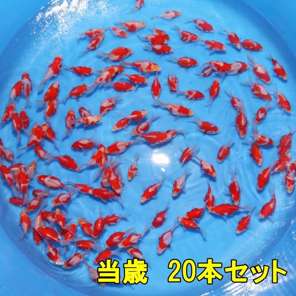 2023年産　 当歳20本セット　予約販売