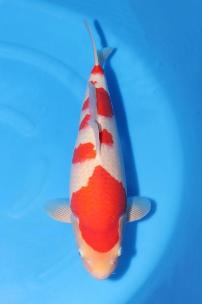 紅白♀　　45㎝