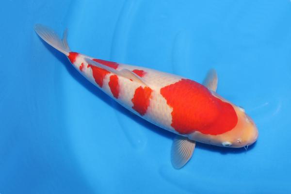 紅白♀　　45㎝