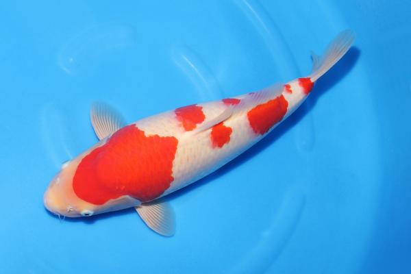 紅白♀　　45㎝