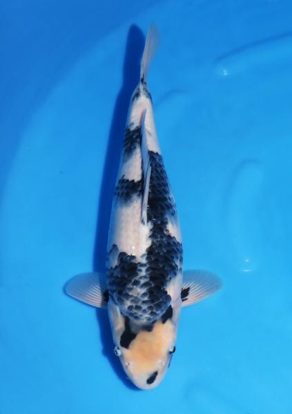 白写り♀　47㎝