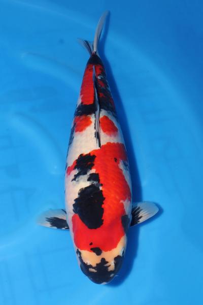 昭和♀　59㎝
