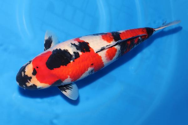 昭和♀　59㎝