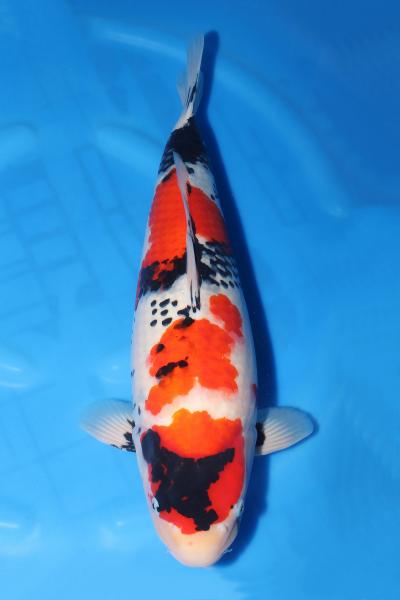 昭和♀　57㎝