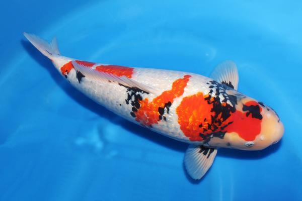 銀鱗昭和♀　56㎝