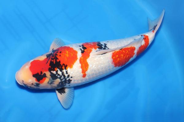 銀鱗昭和♀　56㎝