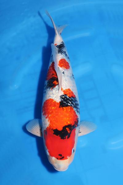 銀鱗昭和♀　55㎝