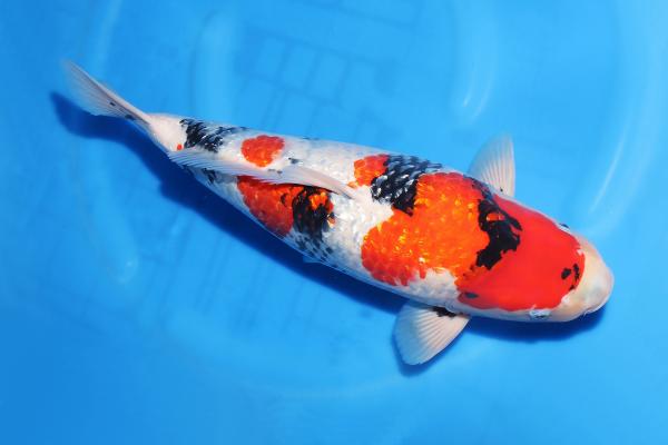 銀鱗昭和♀　55㎝