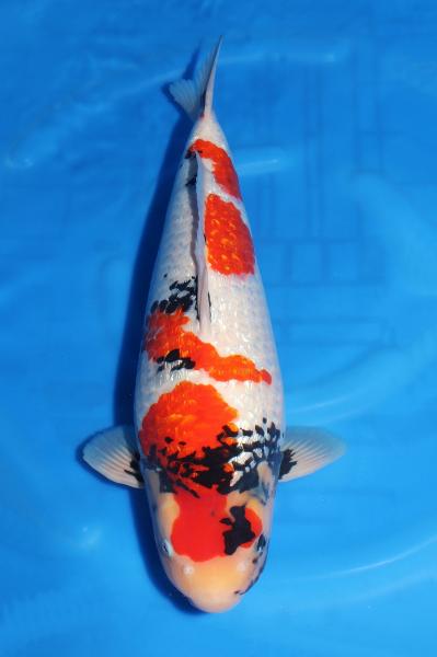 銀鱗昭和♀　56㎝