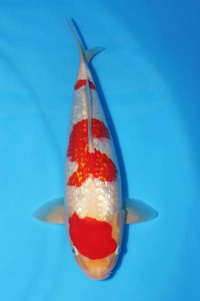 銀鱗紅白♀　39㎝