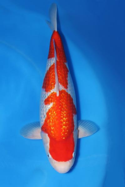 銀鱗紅白♀　48㎝