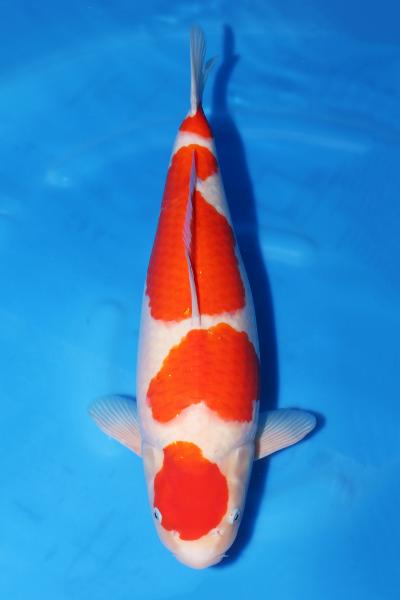 紅白♀　53㎝