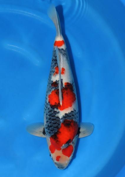 昭和♀　57㎝