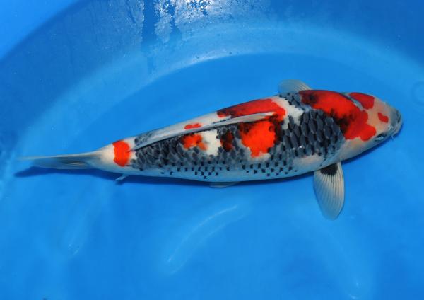昭和♀　57㎝