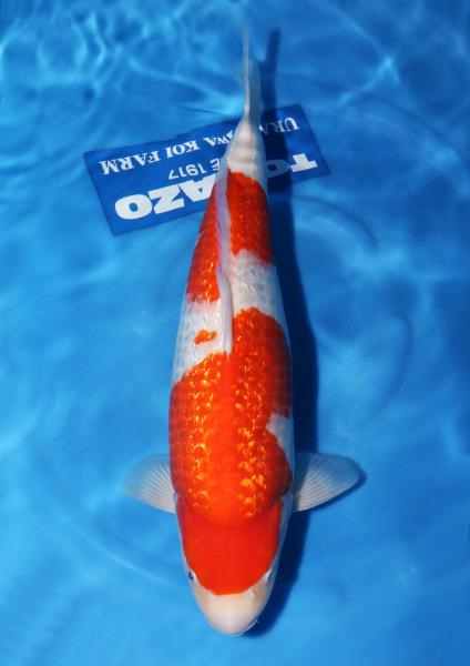 銀鱗紅白♀　46㎝