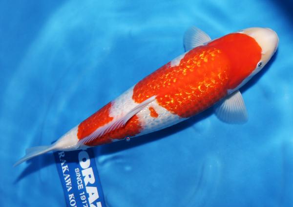 銀鱗紅白♀　46㎝