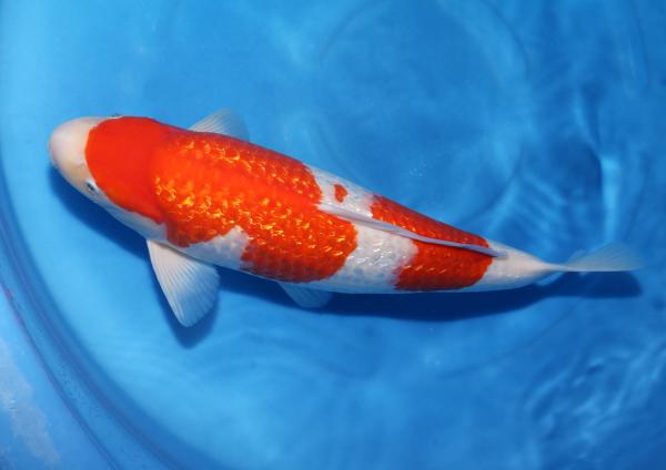 銀鱗紅白♀　46㎝