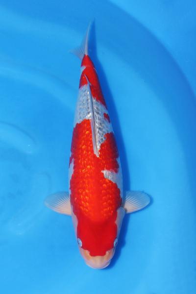 銀鱗五色♀　45㎝