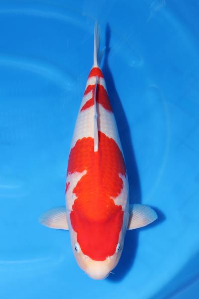 紅白♀　52㎝