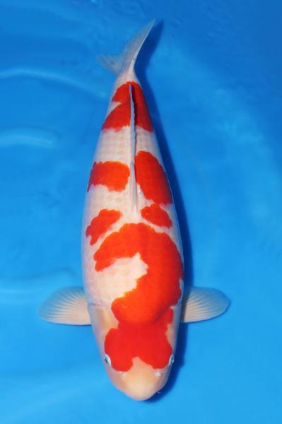 SP紅白♀　66㎝