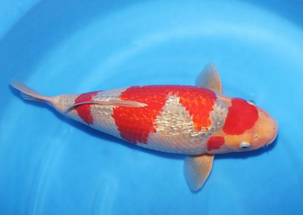 銀鱗五色♀　　45㎝
