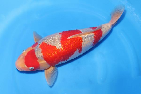 銀鱗五色♀　　45㎝