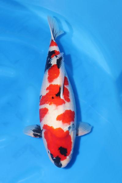 昭和♀　55㎝