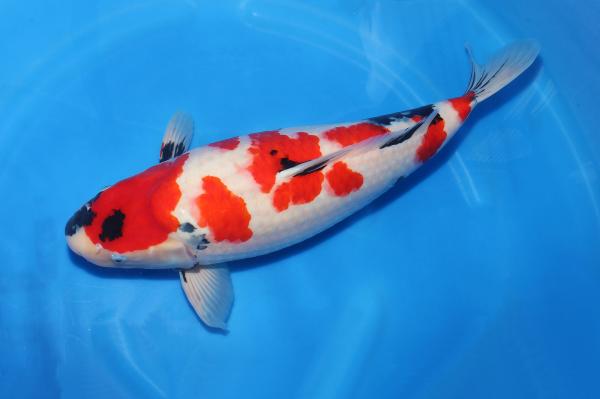 昭和♀　55㎝