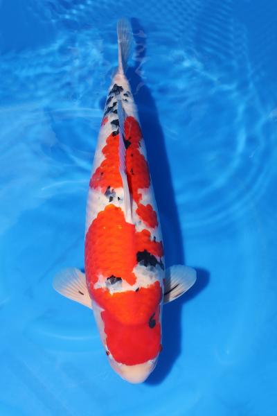 大正三色♀　59㎝