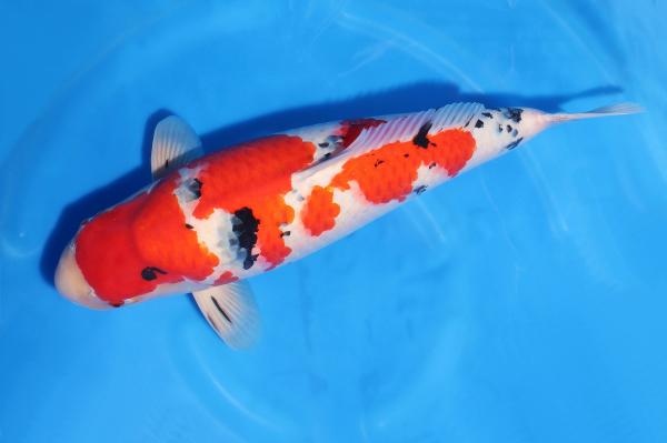 大正三色♀　59㎝