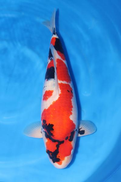 昭和♀　60㎝