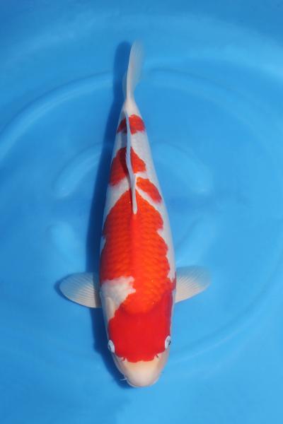 紅白♀　　48㎝