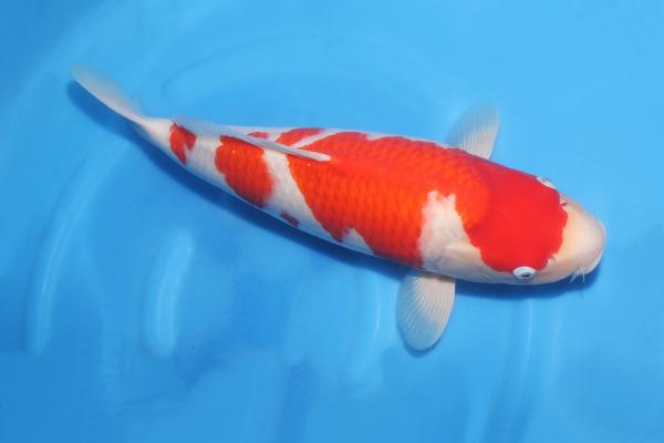 紅白♀　　48㎝
