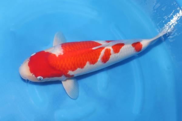 紅白♀　　48㎝