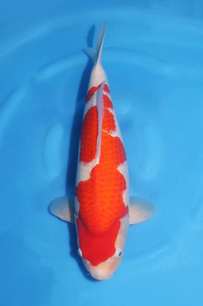 紅白♀　　48㎝