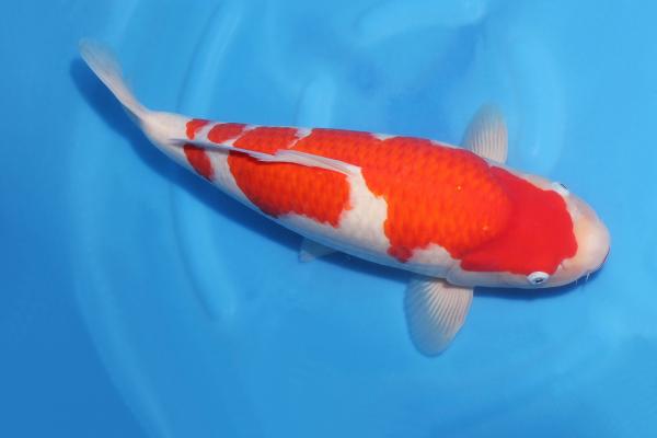 紅白♀　　48㎝