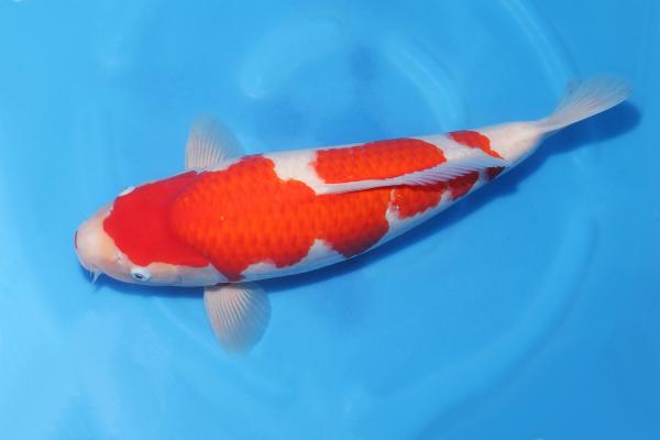 紅白♀　　48㎝