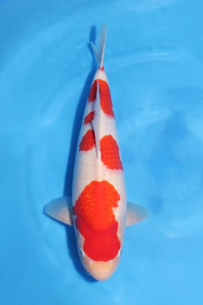 紅白♀　　43㎝