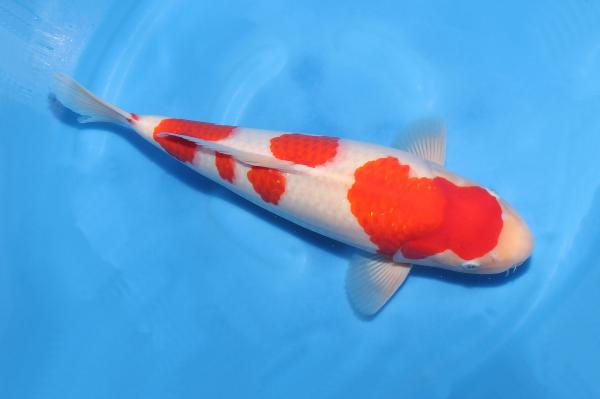 紅白♀　　43㎝