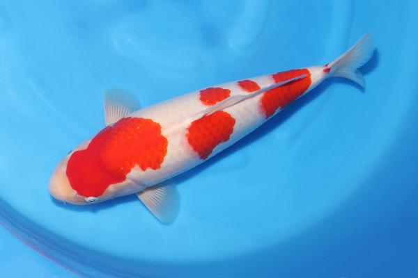紅白♀　　43㎝