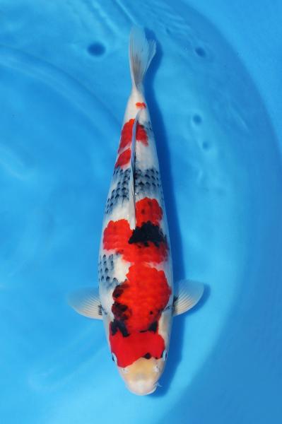 昭和三色♀　　45㎝