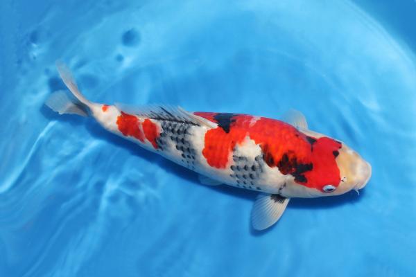昭和三色♀　　45㎝