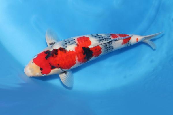 昭和三色♀　　45㎝