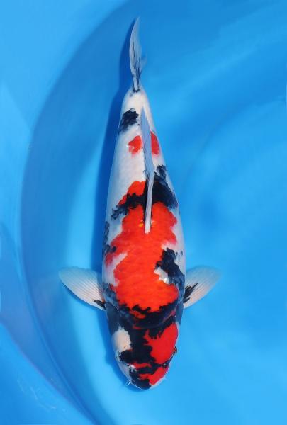 昭和♀　50㎝