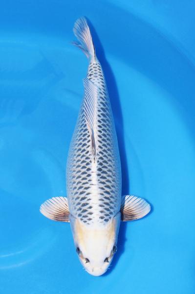 銀松葉♀　44㎝