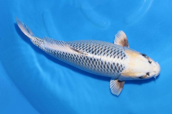 銀松葉♀　44㎝