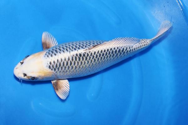 銀松葉♀　44㎝