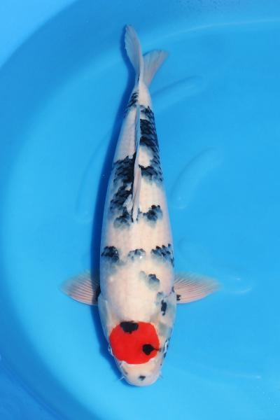 丹頂昭和♀　52㎝