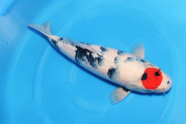 丹頂昭和♀　52㎝
