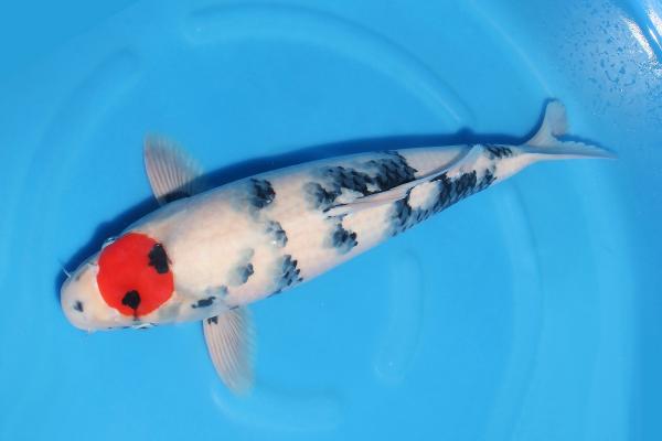 丹頂昭和♀　52㎝